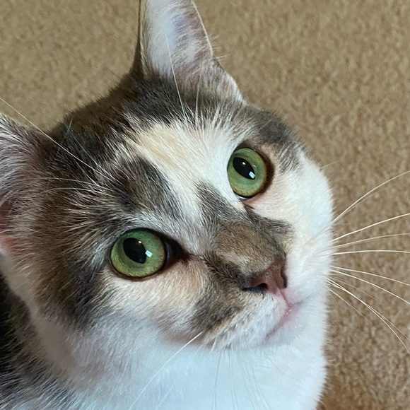 Meet your Posher, Sara - Picture 7 of 9